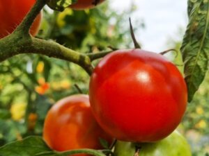 Fleischtomate Ruth's Perfect