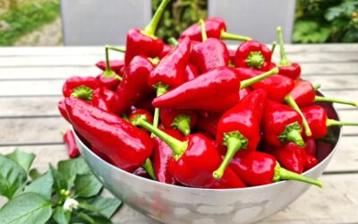 Von der Paprika ‘Tap de Cortí’ zum eigenen mallorquinischen Gewürzpulver