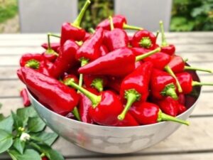 Gewürzpaprika 'Tap de Cortí', mallorquinische Paprikasorte