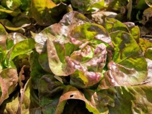 Kopfsalat 'Indianerperle'