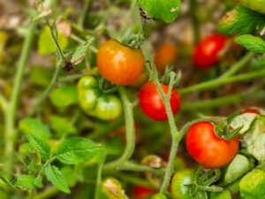 Alaska Fancy - eine Buschtomate für kühle Lagen