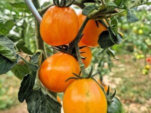 Ananas Prune Jaune - eine ertragreiche Salattomate