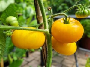 Kleine flache Ananastomate - eine mittelgroße Fleischtomate