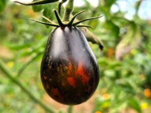 Black Keyes - schwarze Cocktailtomate in Birnchenform