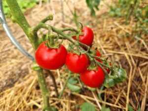 Bonners Beste - alte deutsche Tomatensorte