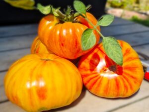 Copia - orange rot gestreifte saftige Tomate