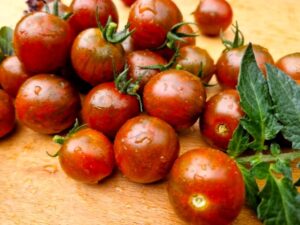 Dwarf Dark stripe gestreifte Cocktailtomaten