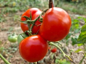 Datschnik - russische Buschtomate