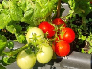 Dwarf ,Spunky Bird' ist eine kompakt wachsende Zwergtomate