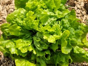 Salatsorte Eisalat ist eine Rarität