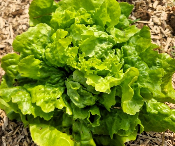 Salatsorte Eisalat ist eine Rarität