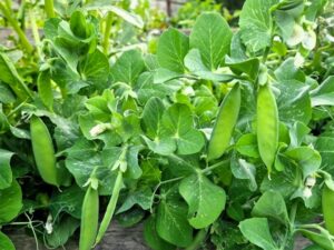 Erbsen Däumling Palerbse