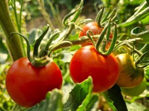 Lukullus - eine der ältesten deutschen Tomatensorten