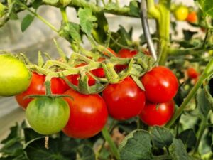 Müncheberger Frühtomate ist eine frühreifende Tomatensorte