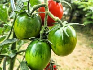 Müncheberger Salattomate braunfäuletolerante Tomatensorte