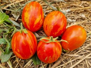 Russian Queen - eine gestreifte feste Tomatensorte