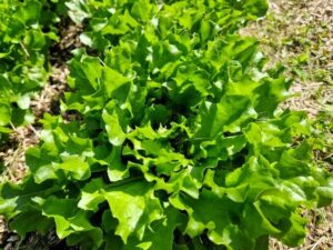 Pflücksalat Frisby - Blatt für Blatt ernten