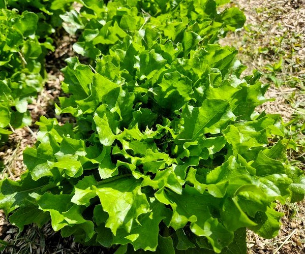 Pflücksalat Frisby - Blatt für Blatt ernten