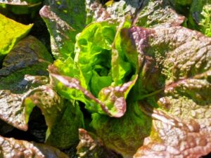 Wintersalat Wintermarie