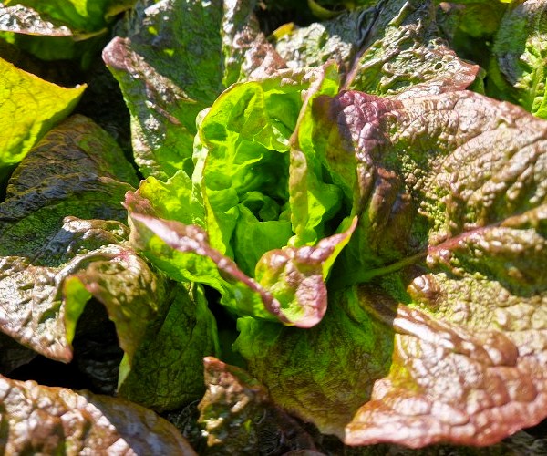 Wintersalat Wintermarie