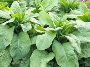 Spargelsalat - ungewöhnliche alte Salatsorte