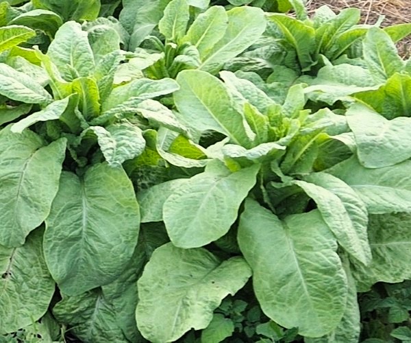 Spargelsalat - ungewöhnliche alte Salatsorte