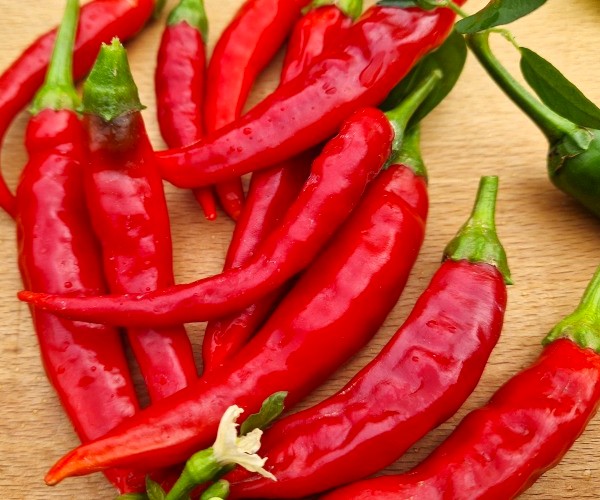 roter Chili Astrachanskij