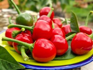 Chili Kirschpaprika scharf zum Füllen