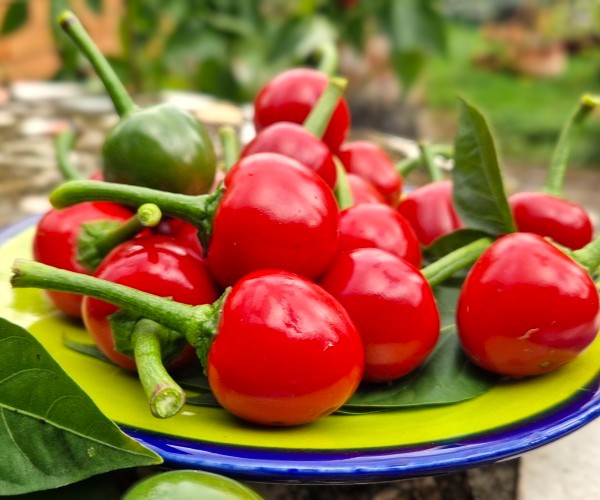 Chili Kirschpaprika scharf zum Füllen