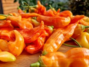 Chili Sugar Rush stripey - eine gestreifte Chili