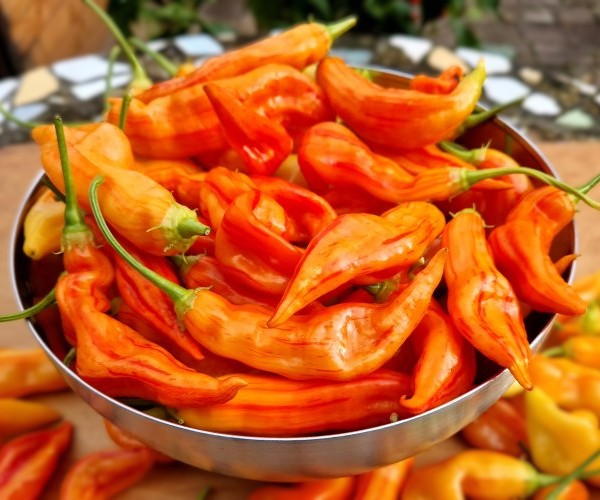 Chili Sugar Rush stripey reiche Ernte garantiert