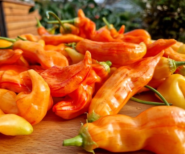 Chili Sugar Rush stripey - eine gestreifte Chili