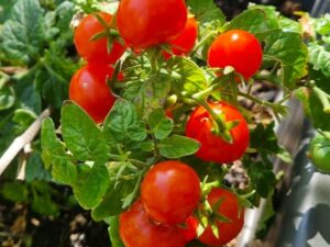 Dwarf Hupsi rote Cocktailtomate