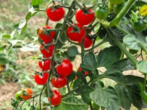 Iva's Red Berry - eine rote Kirschtomate
