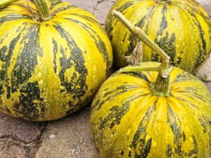 Kürbis Comet Ölkürbis mit schalenlosen Kürbiskernen