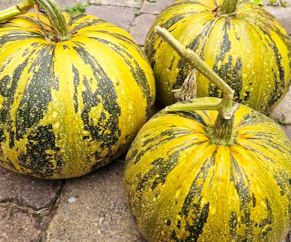 Kürbis Comet Ölkürbis mit schalenlosen Kürbiskernen