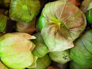 Tomatillo Große Grüne für Salsa