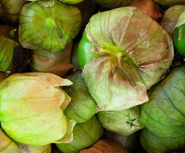 Tomatillo Große Grüne für Salsa