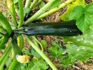 Zucchini Black Beauty -eine nicht rankende Zucchinisorte