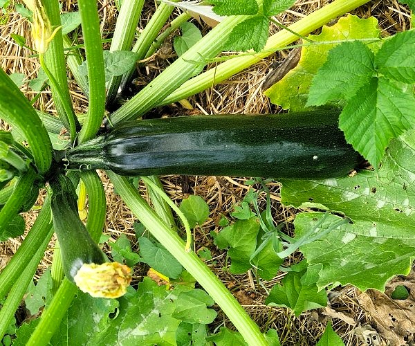 Zucchini Black Beauty -eine nicht rankende Zucchinisorte