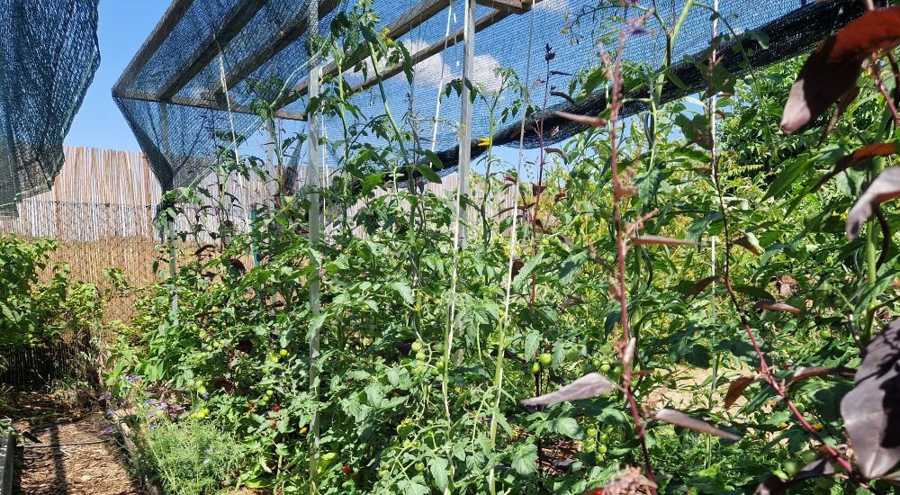 Schattierung von Tomatenpflanzen in der Sommerhitze