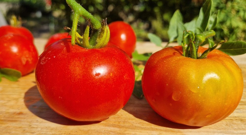 Warum werden Tomaten bei Hitze nicht schneller rot? - Lycopinbildung in Tomaten