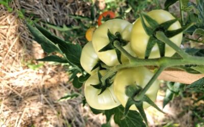 Warum werden Tomaten bei Hitze nicht schneller rot?