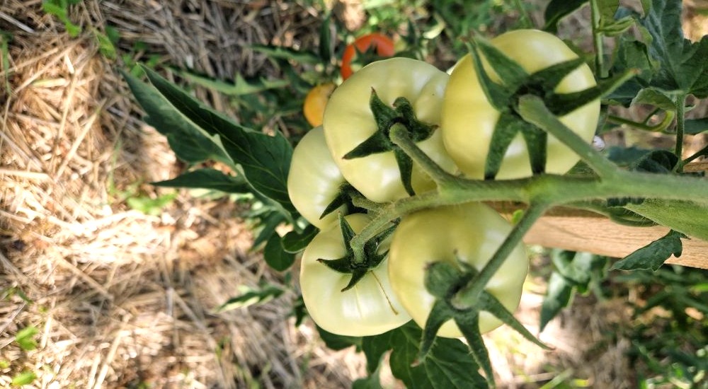 Paprika 'Tap de Cortí' - rote Paprikasorte für feines Gewürzpaprikapulver