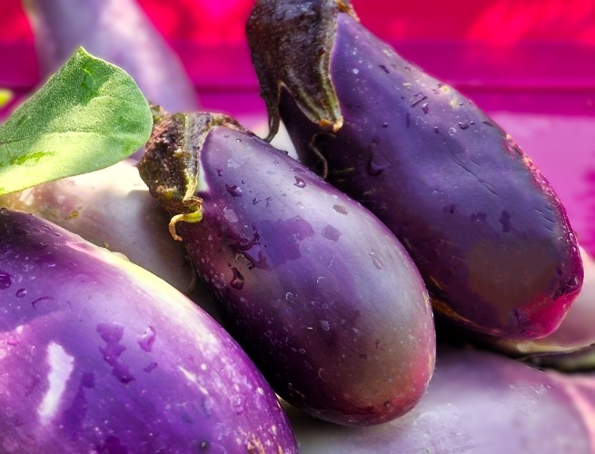 Aubergine Benary’s Blaukönigin