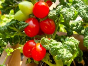 Microdwarf - Tomate rot