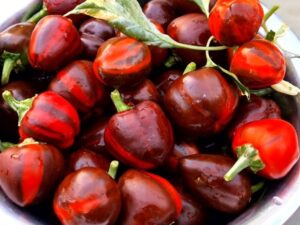 Paprika Madame Paraplü gestreifte Früchte
