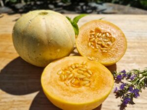 kleine Zuckermelone Charentais
