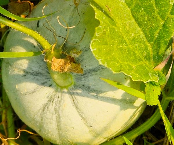 kleine Zuckermelone Charentais Pflanze