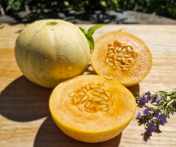 Zuckermelone Charentais